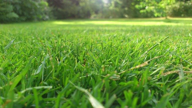 Tipos De Césped Natural Cuáles Hay Y Cómo Escoger El Mejor Para Tu Jardín Viveros Gónzalez La 9487